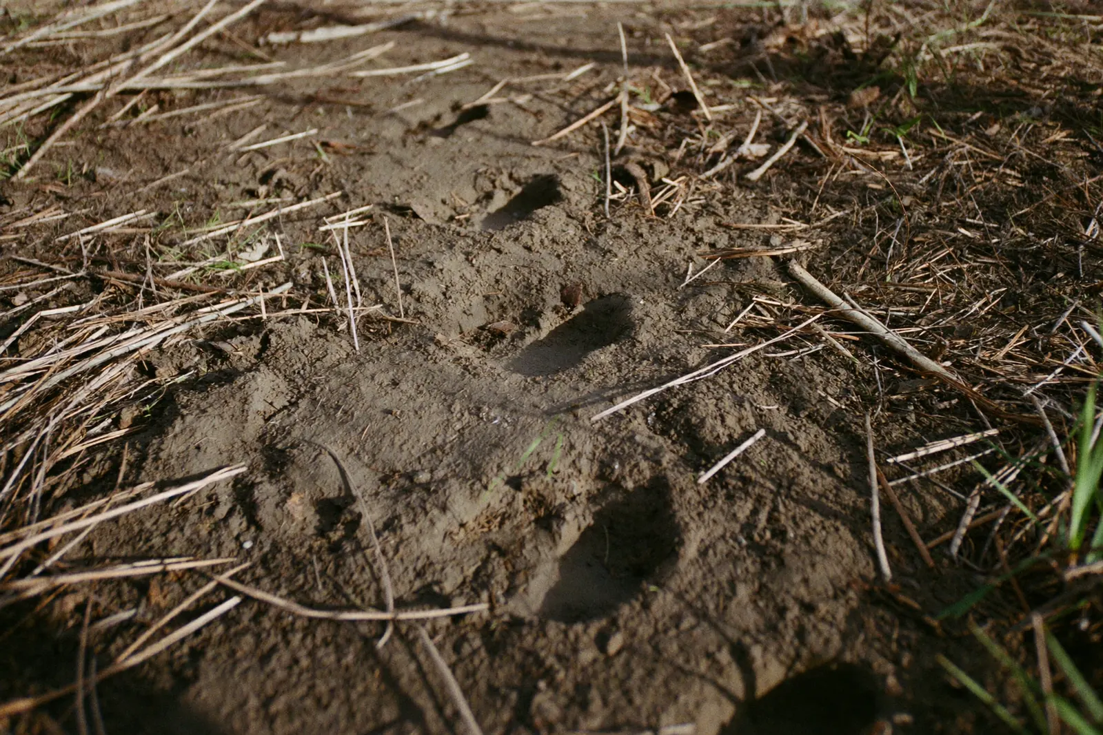 土に残ったシカの足あと