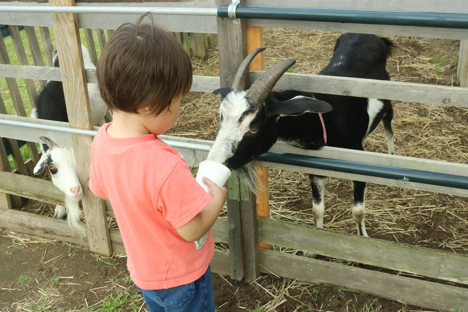 動物お世話体験を楽しむ子ども