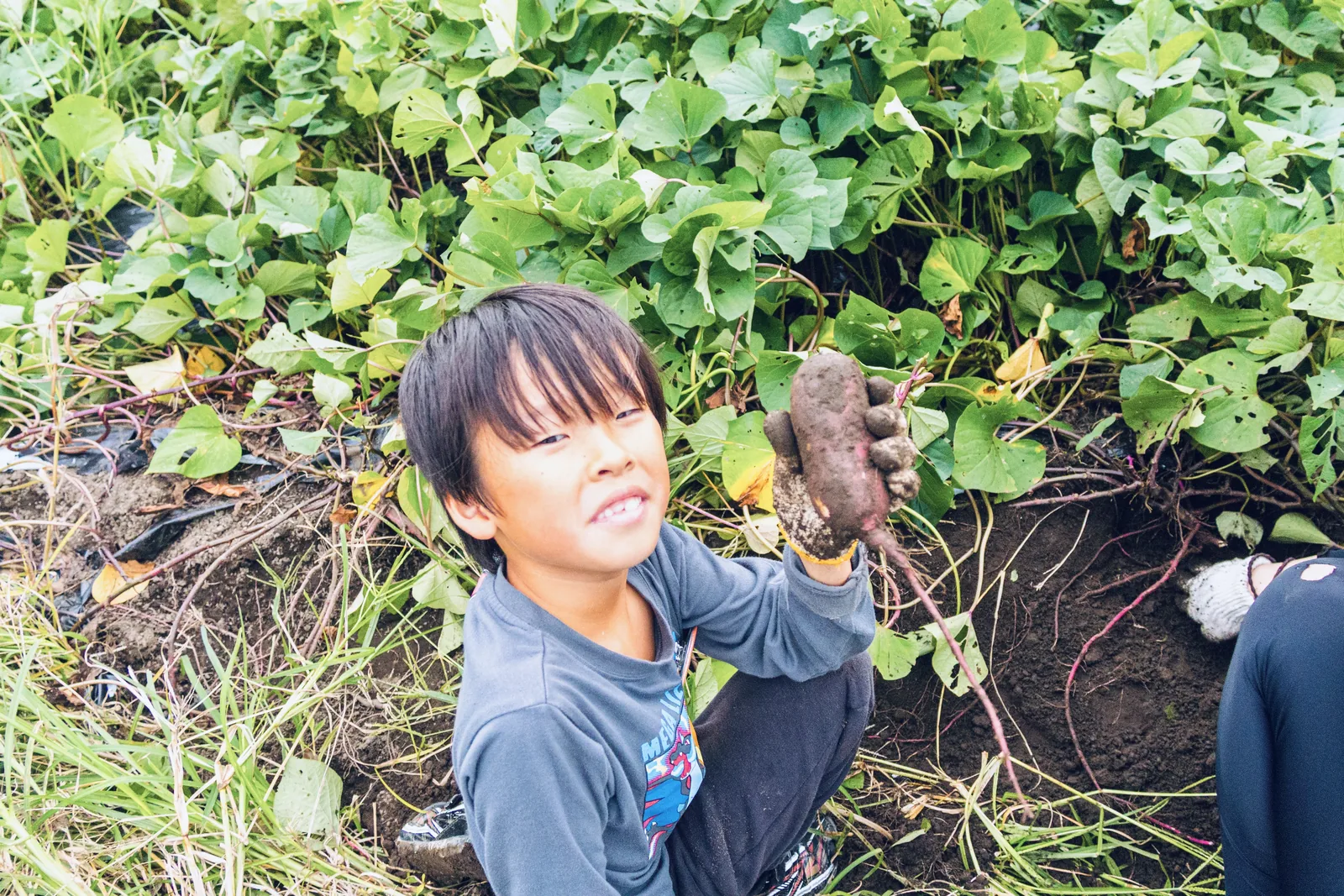フレッシュ野菜収穫体験を楽しむ子ども