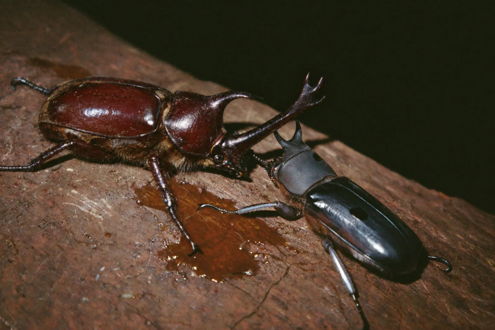 樹液に集まるカブトムシ