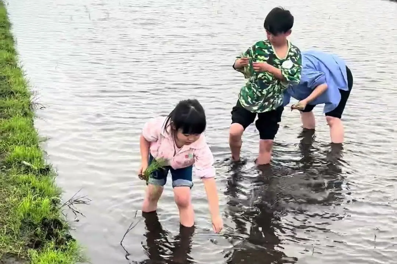 田んぼに入って苗を植える子どもたち