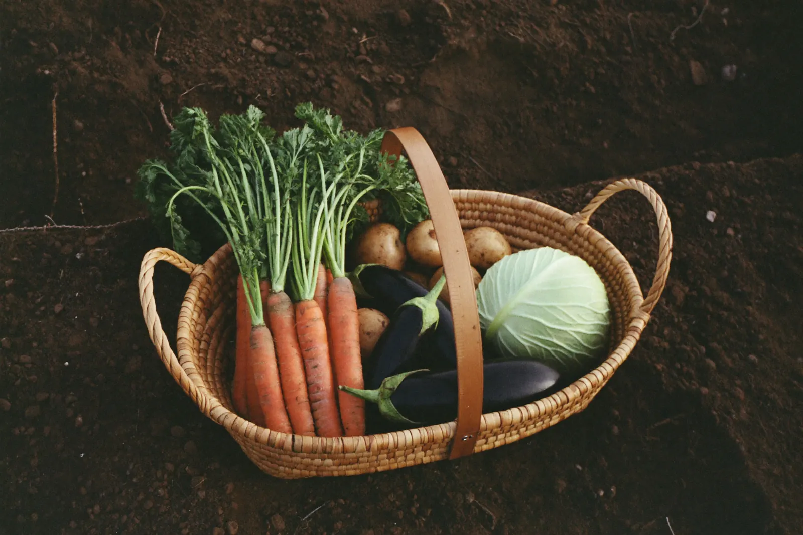 収穫した夏野菜