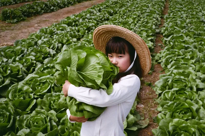 大きなレタスを抱える女の子