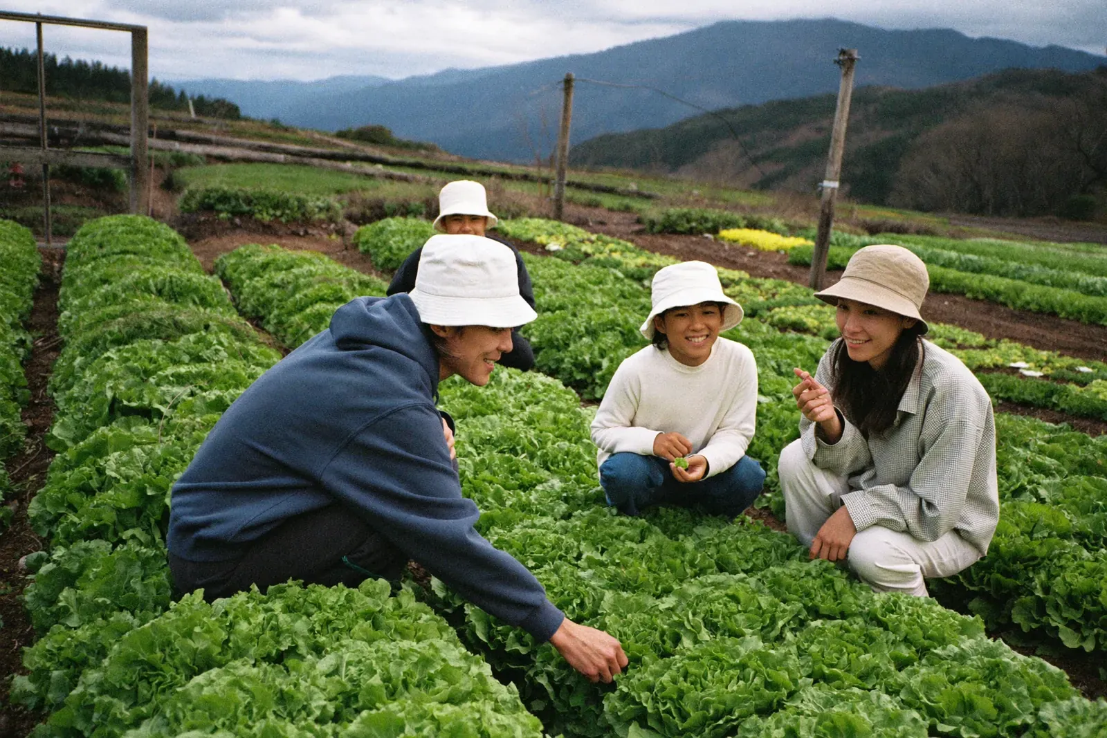 高原の畑で野菜を収穫する家族