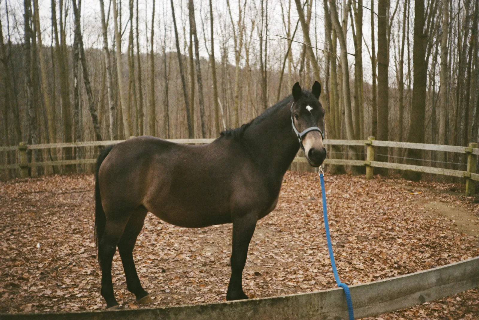 落ち葉の馬場に立つ馬