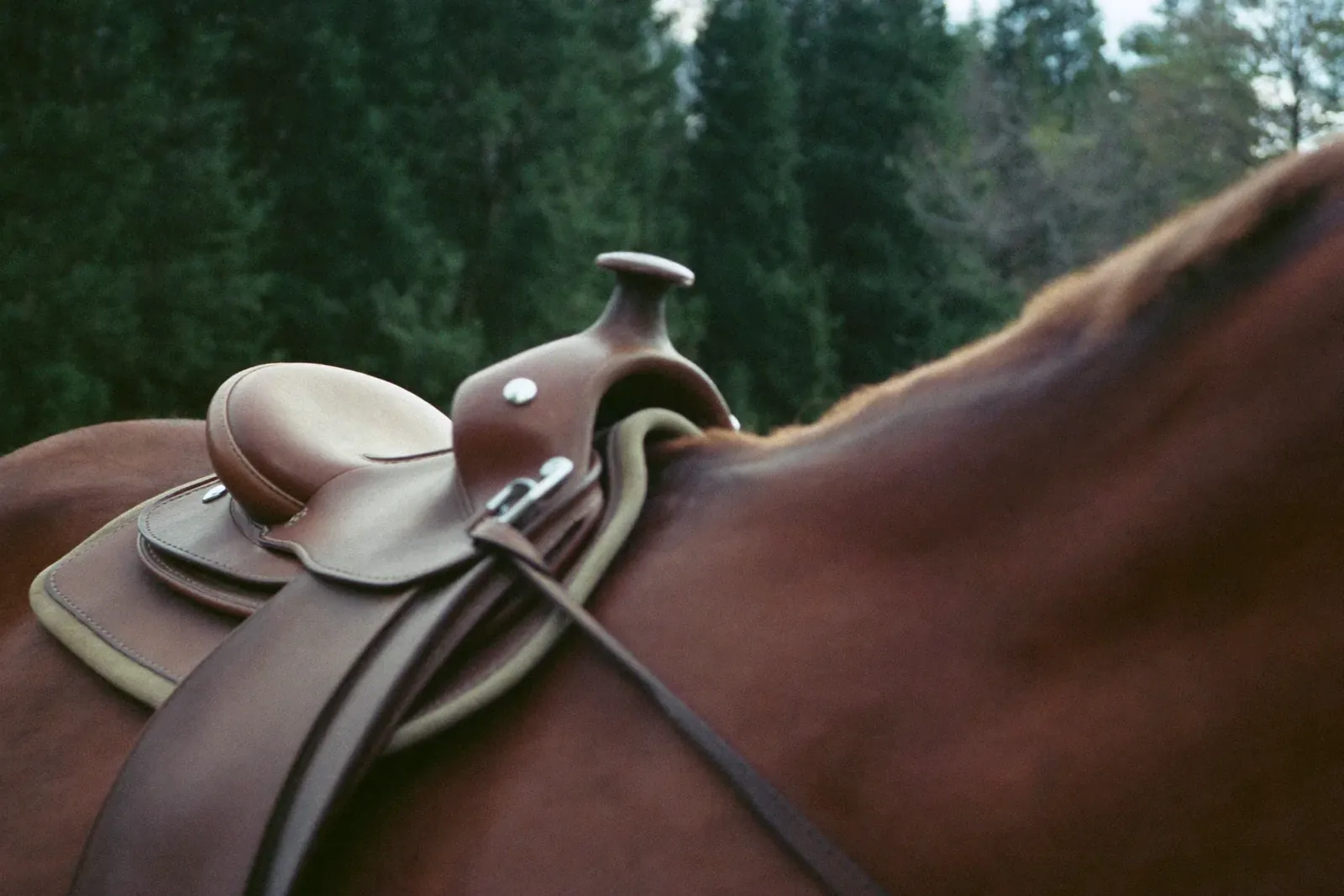 鞍をつけた馬の背中