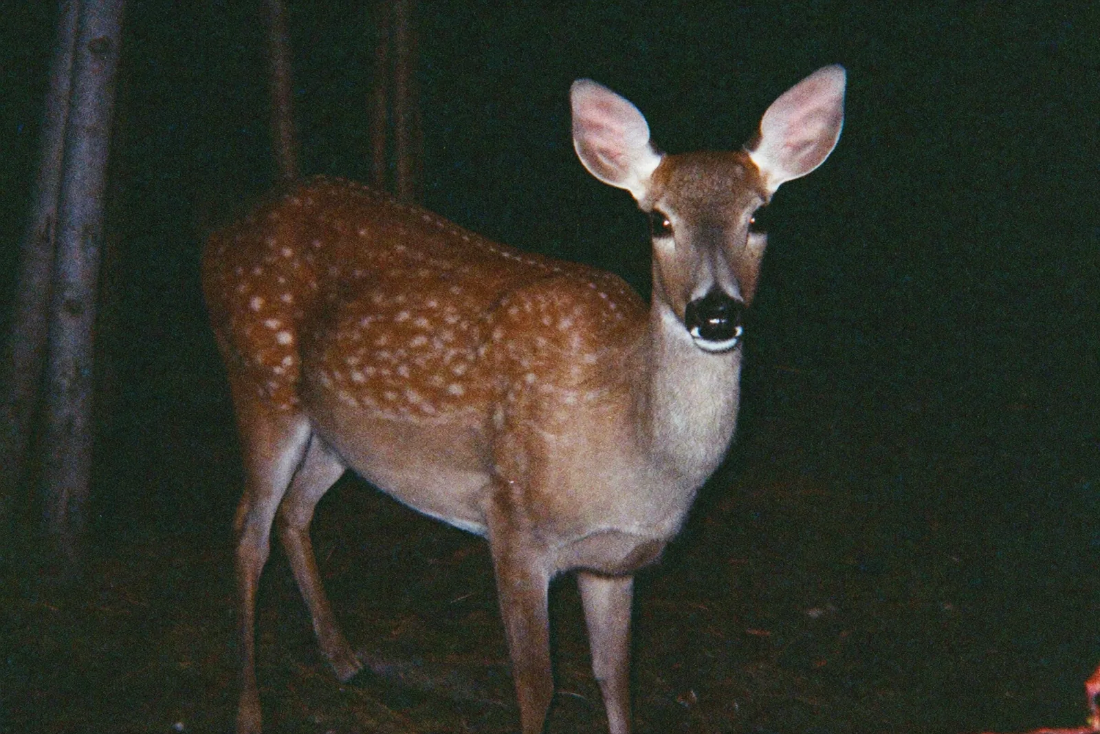 夜の森のシカ