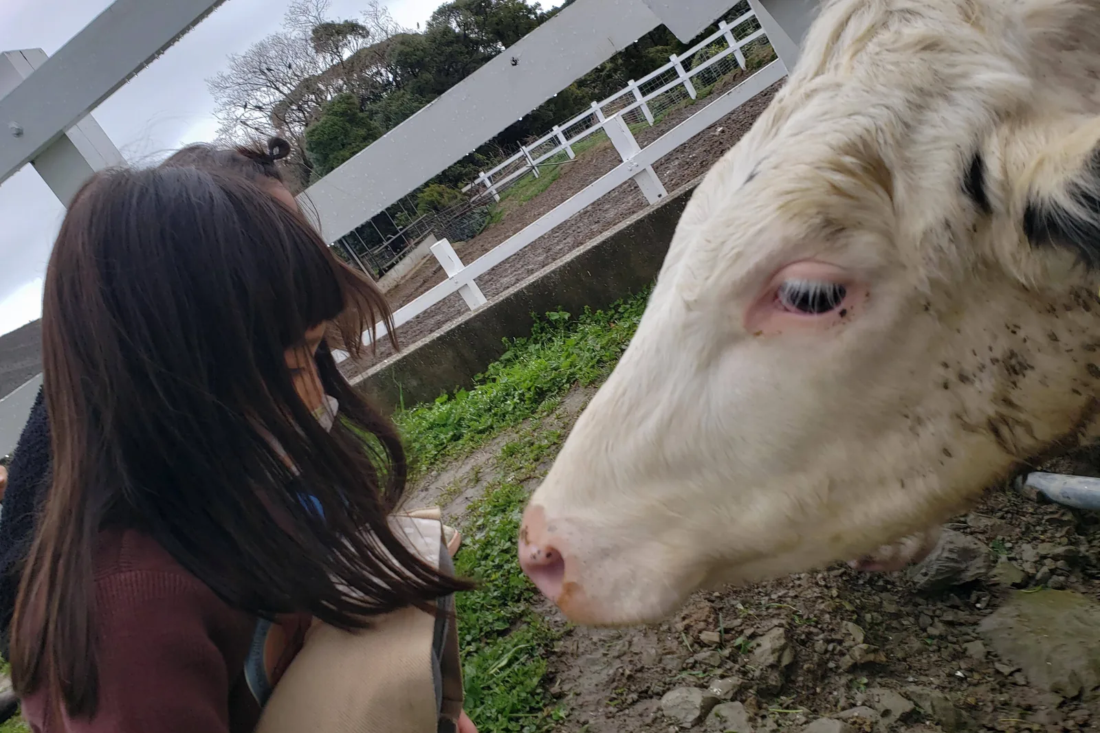 ぬくぬく乳搾り体験を楽しむ子ども