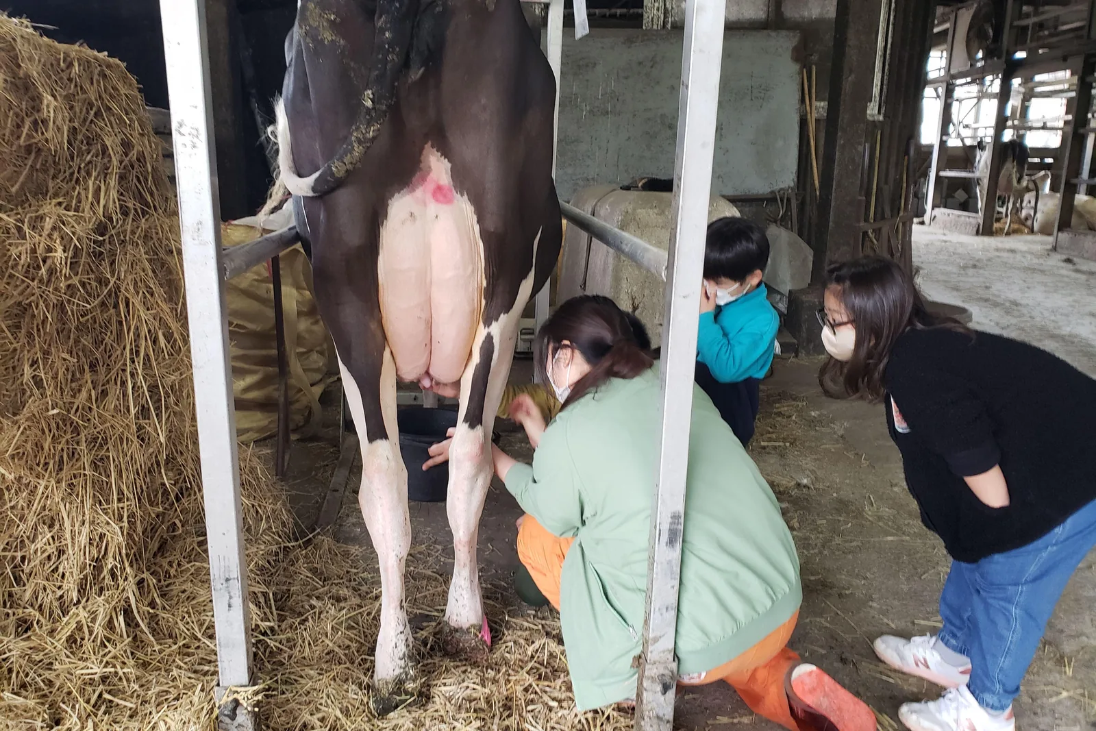 ぬくぬく乳搾り体験を楽しむ大人