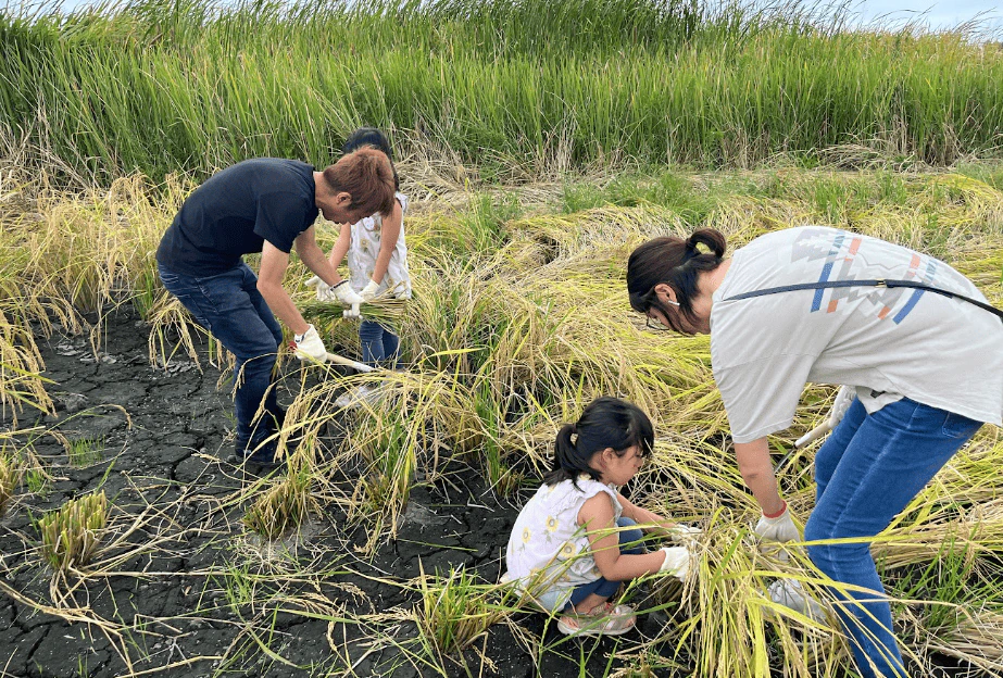 【長生】稲刈り体験 中止のお知らせ