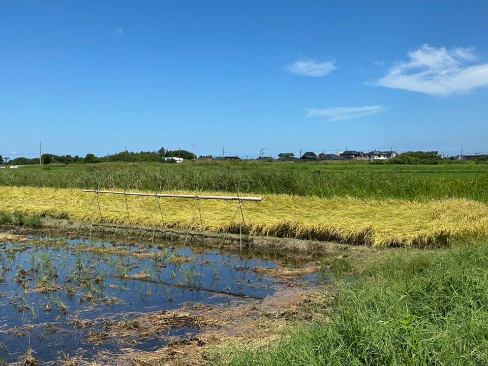 冠水した田んぼと倒れた稲、その奥に立つはざかけ用の竹の竿