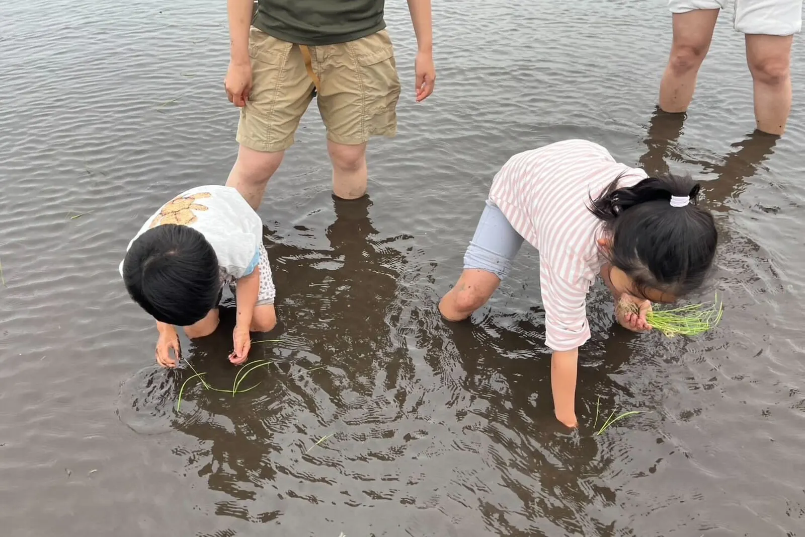 田んぼで苗を植える子どもたち