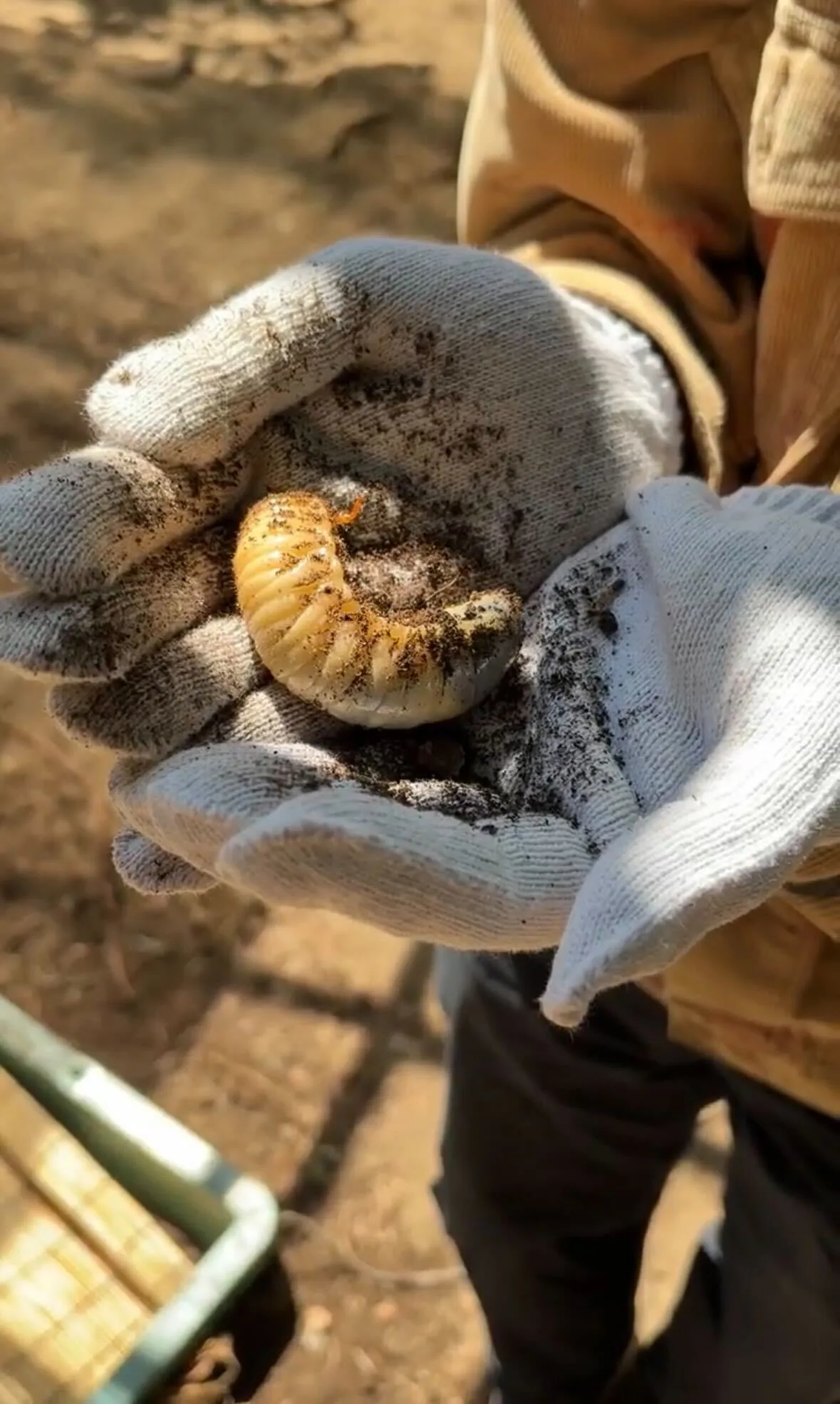 カブトムシの幼虫を育てる体験を通して、生き物の成長を学ぼう