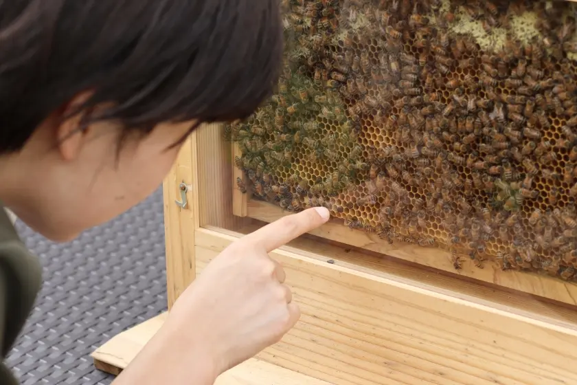 巣箱のミツバチを観察する体験