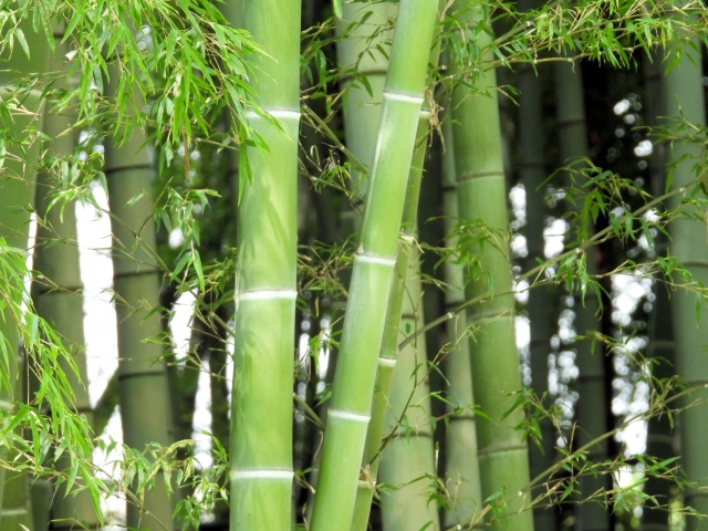 千葉県の竹を使ったミニサイズの門松作り！
