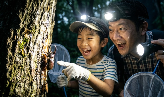 夜の遭遇！カブトムシ探検