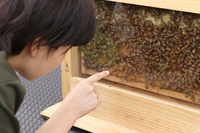 日本蜜蜂の養蜂体験