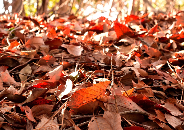 秋の森を閉じ込めた！フォレスト・キーホルダー作り