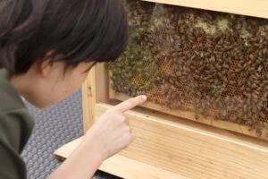 自然の恵みを学ぶ貴重な体験。養蜂の世界をのぞいてみよう