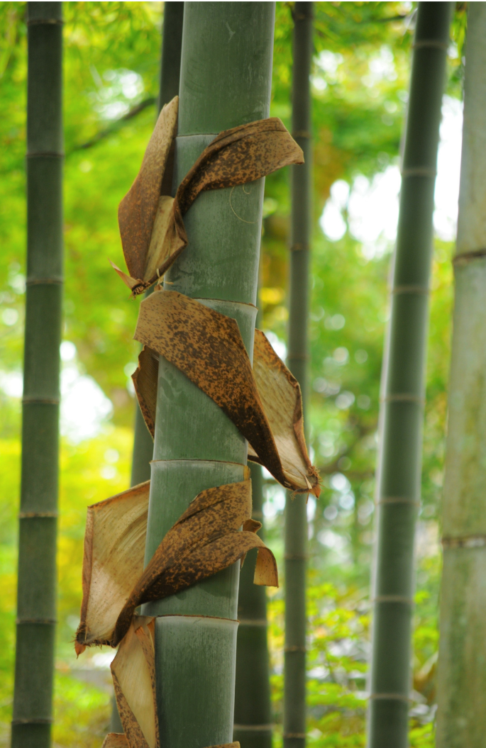 竹の皮で包む