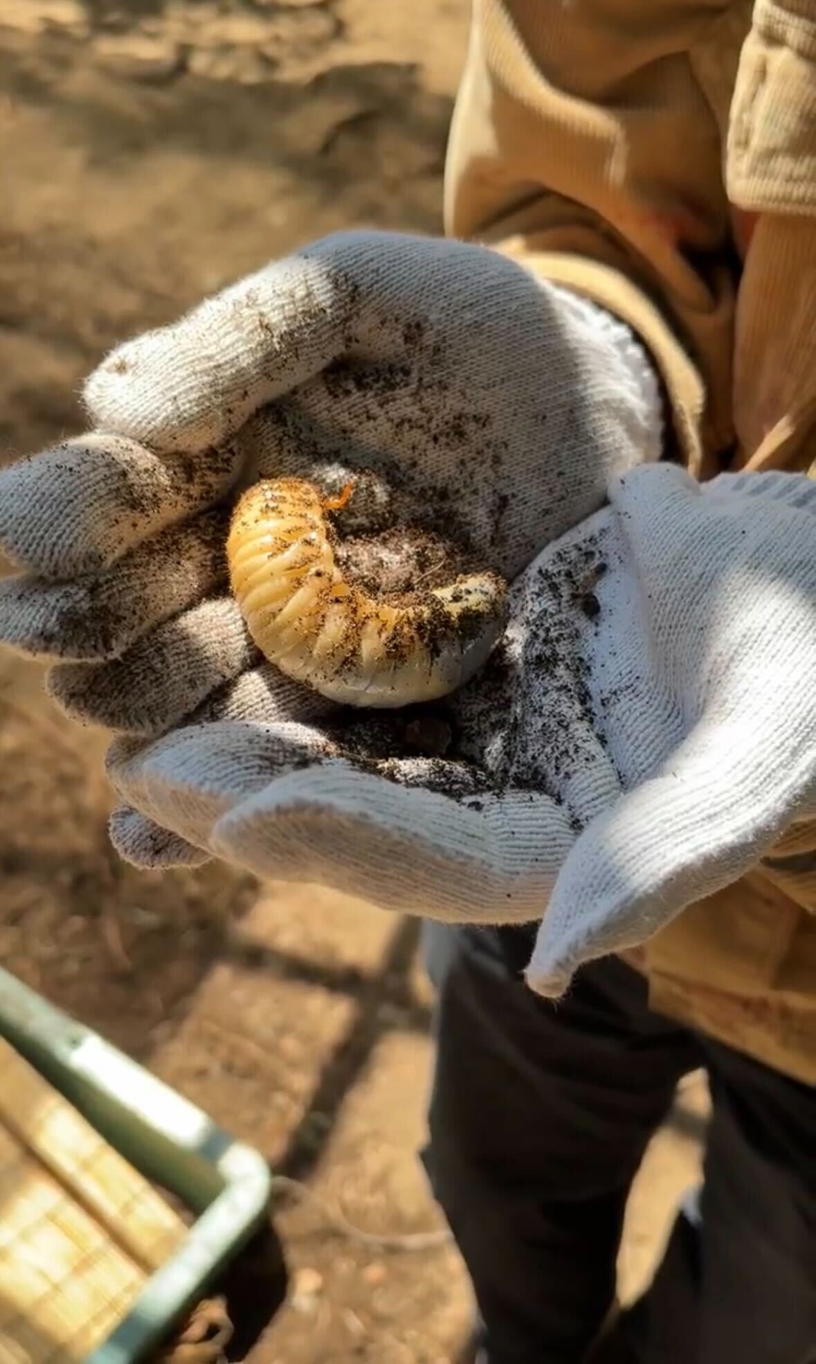 カブトムシの幼虫を育てる体験を通して、生き物の成長を学ぼう