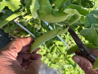 季節の野菜を収穫してパスタを手作り！