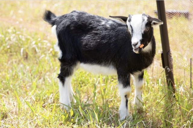ヤギのお世話