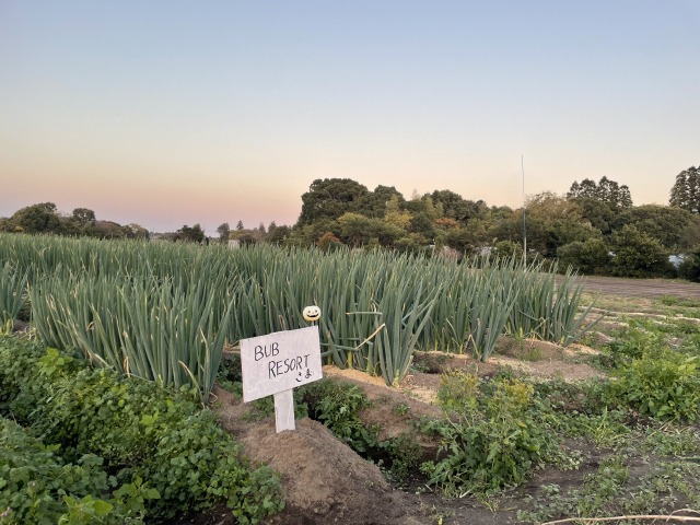 冬の美味しさが詰まった採れたてのネギを、すぐに焼いて食べることができる        