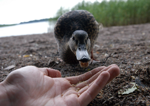 生き物の命をいただきます