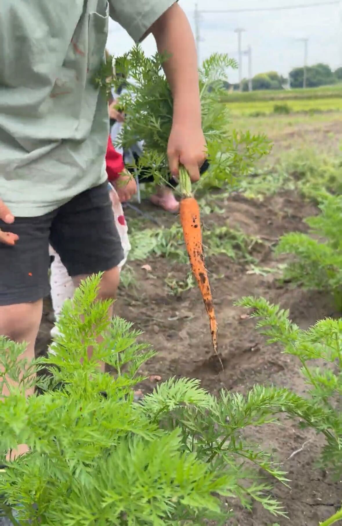 農業体験で自然の恵みを満喫！新鮮な夏野菜を楽しもう